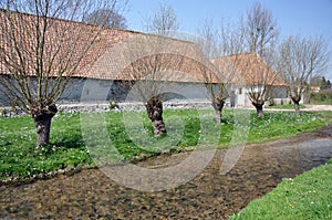 Farm with pollarded trees