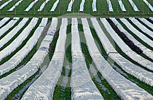 Farm polytunnels cloches photo