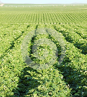 A farm field growing Idaho potatoes.