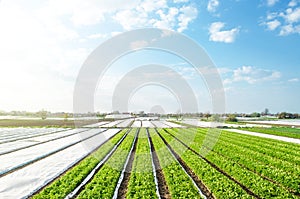 Farm potato plantation fields on a sunny day. Agriculture agribusiness. Growing vegetables food. Agricultural sector of the