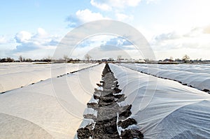 Farm potato plantation sheltered with spunbond spunlaid nonwoven agricultural fabric. Greenhouse effect. Early harvest, protection