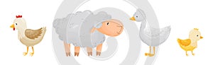 Farm Poultry and Livestock with Sheep, Hen, Goose and Chick Vector Set