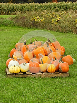 Farm produce pumpkin harvest on wood pallet vertical