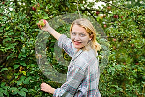 Farm producing organic eco friendly natural product. Girl gather apples harvest garden autumn day. Farmer lady picking