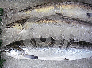 Farm Raised Salmon