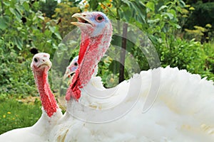 Farm-Raised Turkeys