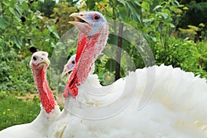 Farm-Raised Turkeys photo