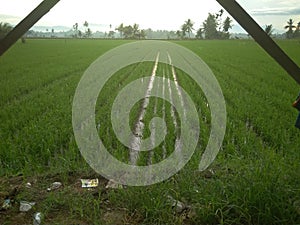 Farm, Rice, Sawah, Ampera, Indonesia