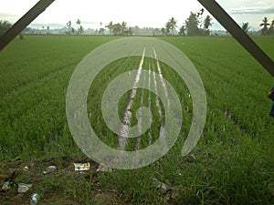 Farm, Rice, Sawah, Ampera, Indonesia photo