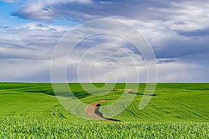 Farm road through a bright green field of wheat in the Springtime