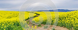 Farm road through a Canola field at the peak of bloom