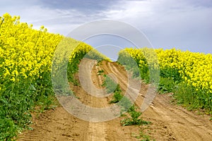 Farm road through a Canola field at the peak of bloom 2