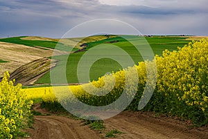 Farm road through a Canola field at the peak of bloom 3