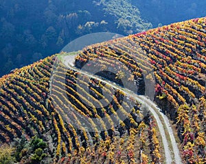 A farm road cuts through the golden vineyards in autumn