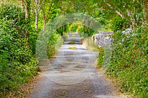 Farm road with green tunnel and stone wall in Ballyvaughan