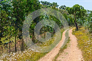 Farm road in Vale Seco, Santiago do Cacem photo