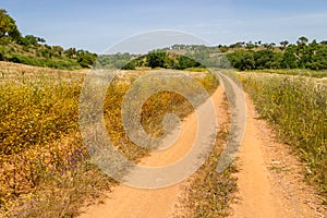 Farm road in Vale Seco, Santiago do Cacem photo