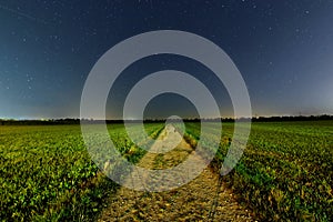 Grain fields by starry sky and cat on farm road summer night scene