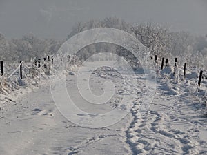 Farm road in winter