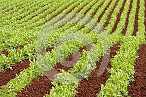 Farm rows of fresh pea plants