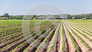 Farm and rows of potato plants photo