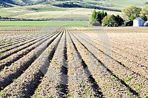 Furrows in a newly planted potato field.