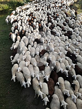 Farm. Ruminant domestic mammalia. The inside the flock of sheep, seen from above. Ovine cattle breeding.