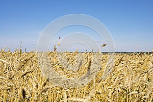 Farm rye field, golden ears of rye in the sun, idyllic rural landscape