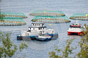 Farm salmon fishing in Norway