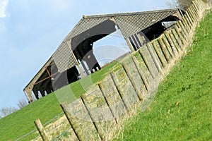 Farm scene