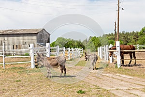 Farm scene with donkeys and horse over wooden log fence, bale of hay and barn. Countryside rural landscape