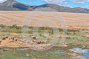 Farm scene with sheep in a boggy field