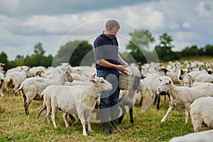 Farm, sheep and bucket with man in field for agriculture, sustainability and animal care. Labor, ecology and summer with