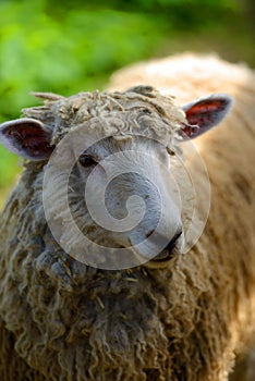 Farm sheep