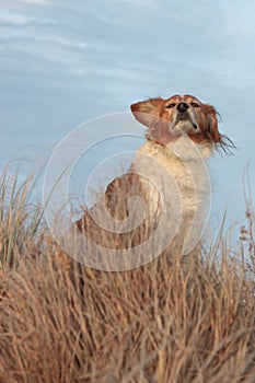 Farm sheep dog on a grassy sand dune track