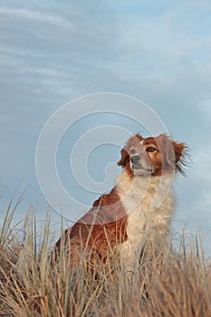 Farm sheep dog on a grassy sand dune track