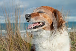 Farm sheep dog on a grassy sand dune track