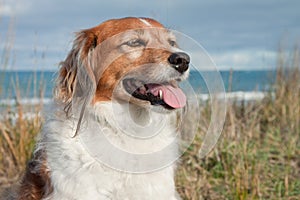 Farm sheep dog on a grassy sand dune track