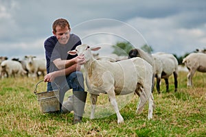 Farm, sheep and feeding with man in field for agriculture, sustainability and animal care. Labor, ecology and summer