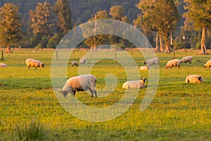 Farm Sheep over green glass, New Zealand