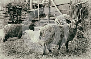 Farm. Sheep in sheepfold. Postcard with old effect