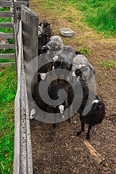 Farm. Sheep. A small herd of sheep behind a fence.