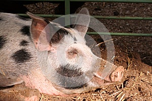 On the farm -sleeping pig