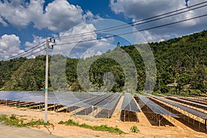 Farm of solarcell photo