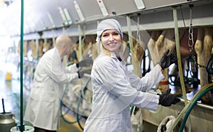 Farm staff with cow milking machines