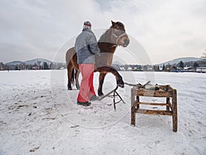 Farm staff prepare horse for hooves clearing by backsmith