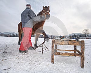 Farm staff prepare horse for hooves clearing by backsmith