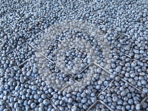 Farm stand blueberries