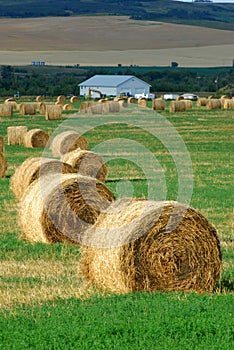 Farm with straw piles