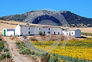 Farm and sunflower field, Andalusia, Spain. photo